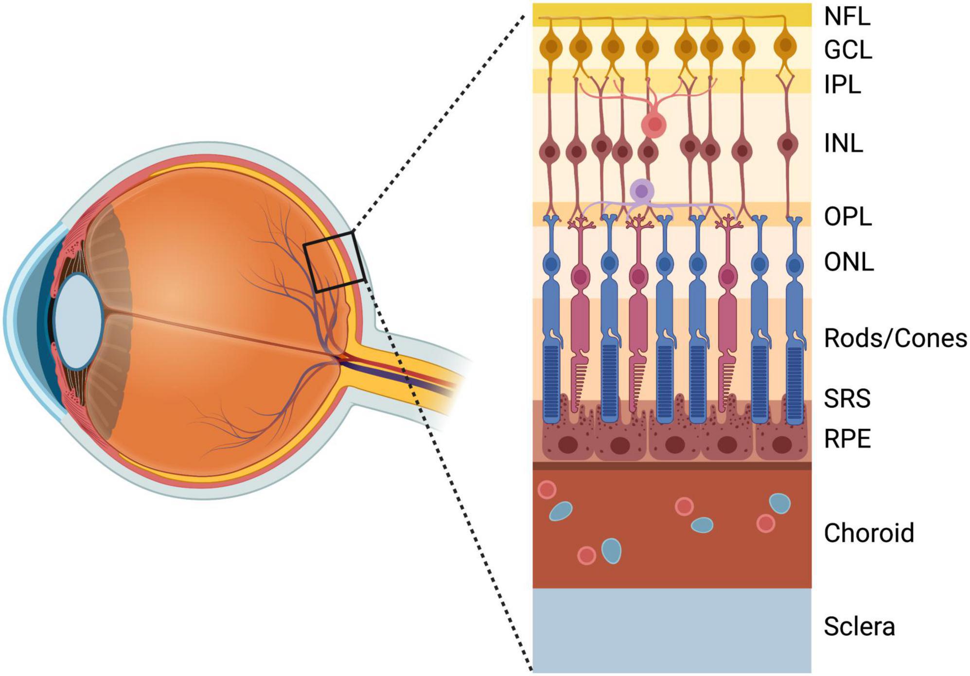 Myeloid masquerade: Microglial transcriptional signatures in retinal development and disease